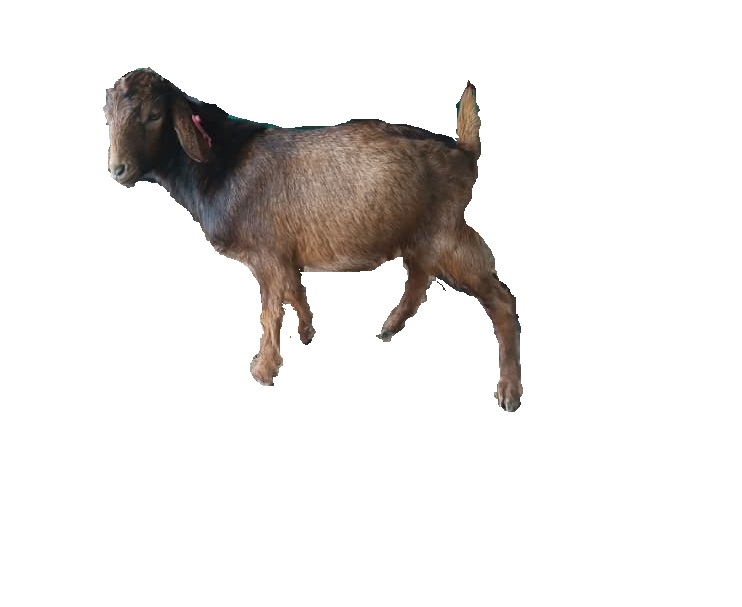 F2 kalawad
